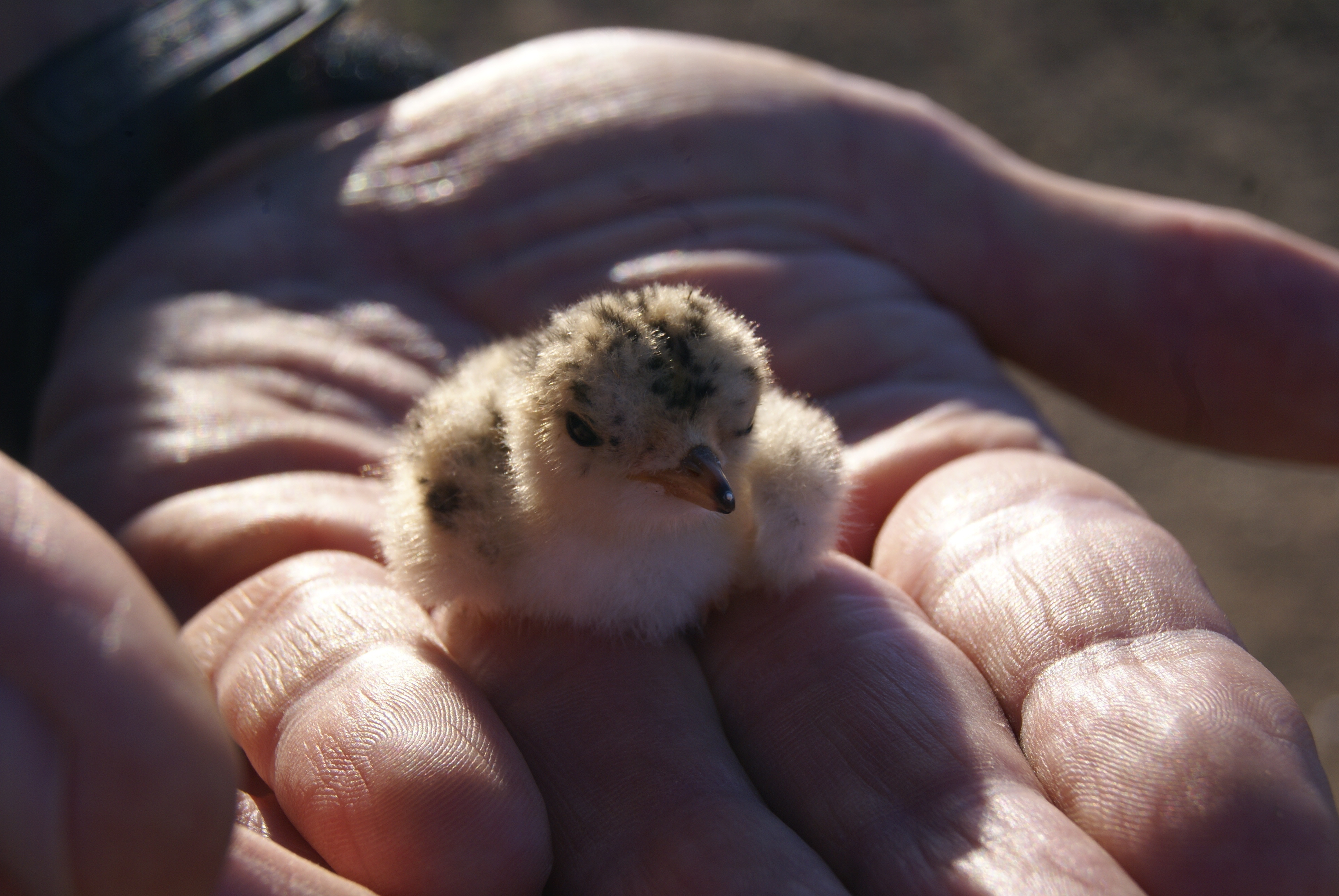 Photo of a human hand holding a very small chick (bird species unknown).