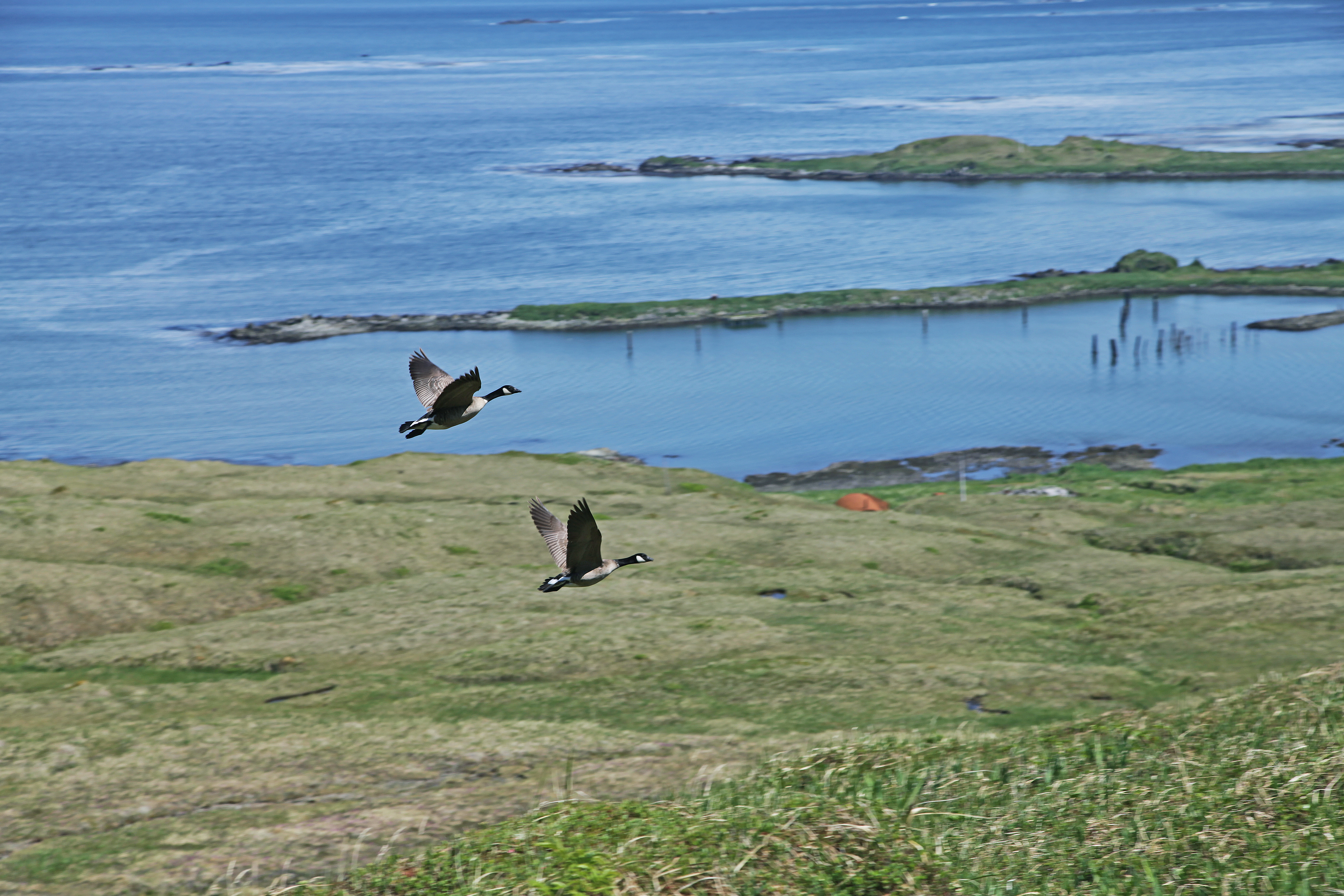 A photo of two geese flying over some green wetlands and open blue water.