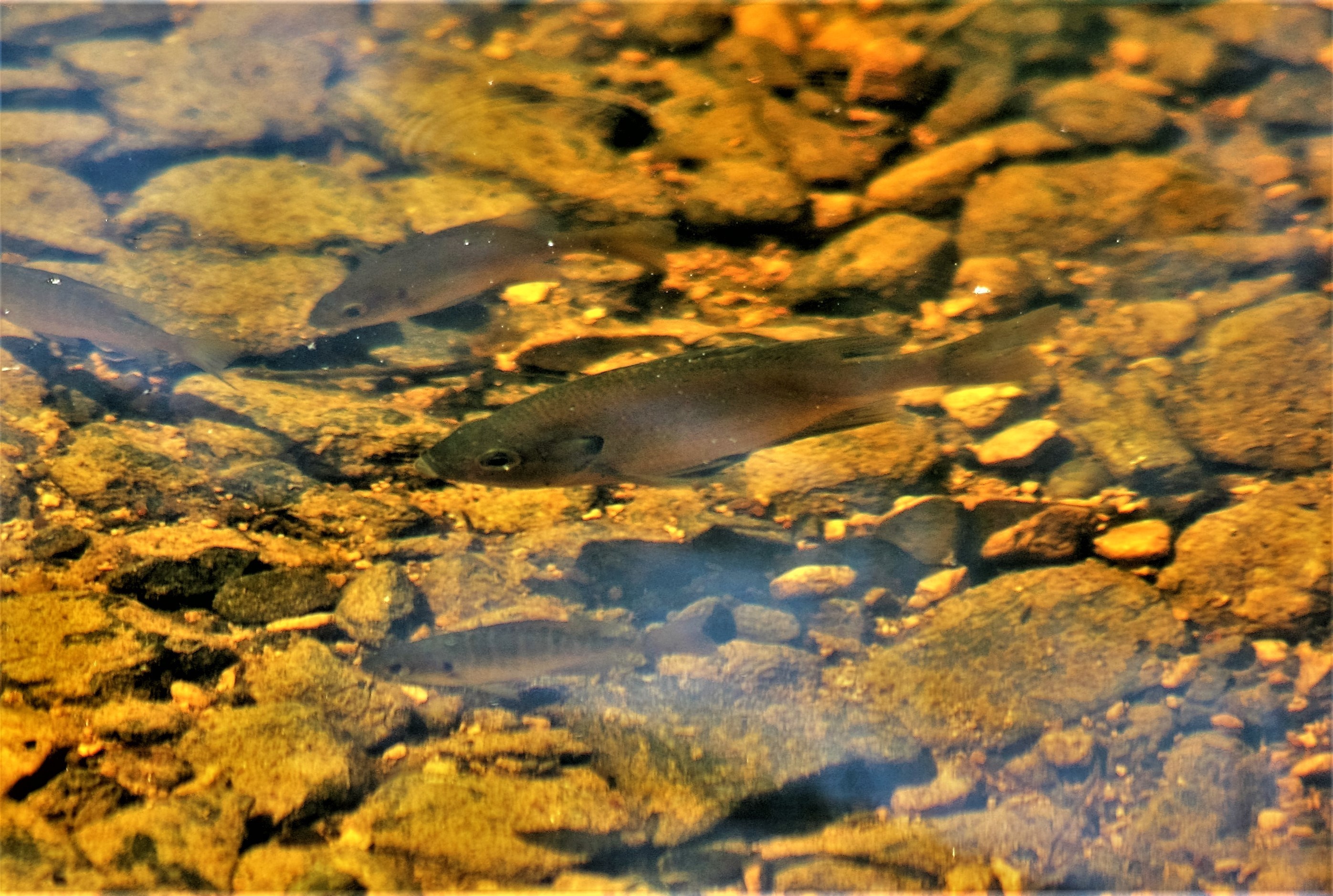 Photo of four fish swimming in the North Flowage lake on May 15, 2018, at Fort McCoy, Wisconsin.