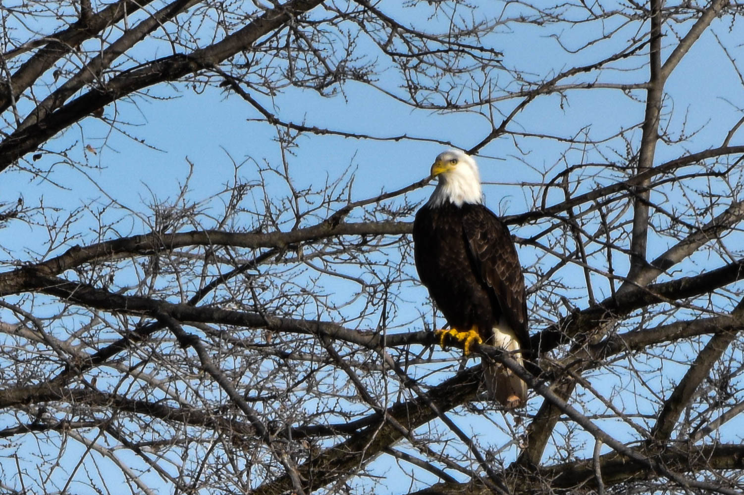 Photo of an eagle perched on branches of a tree.