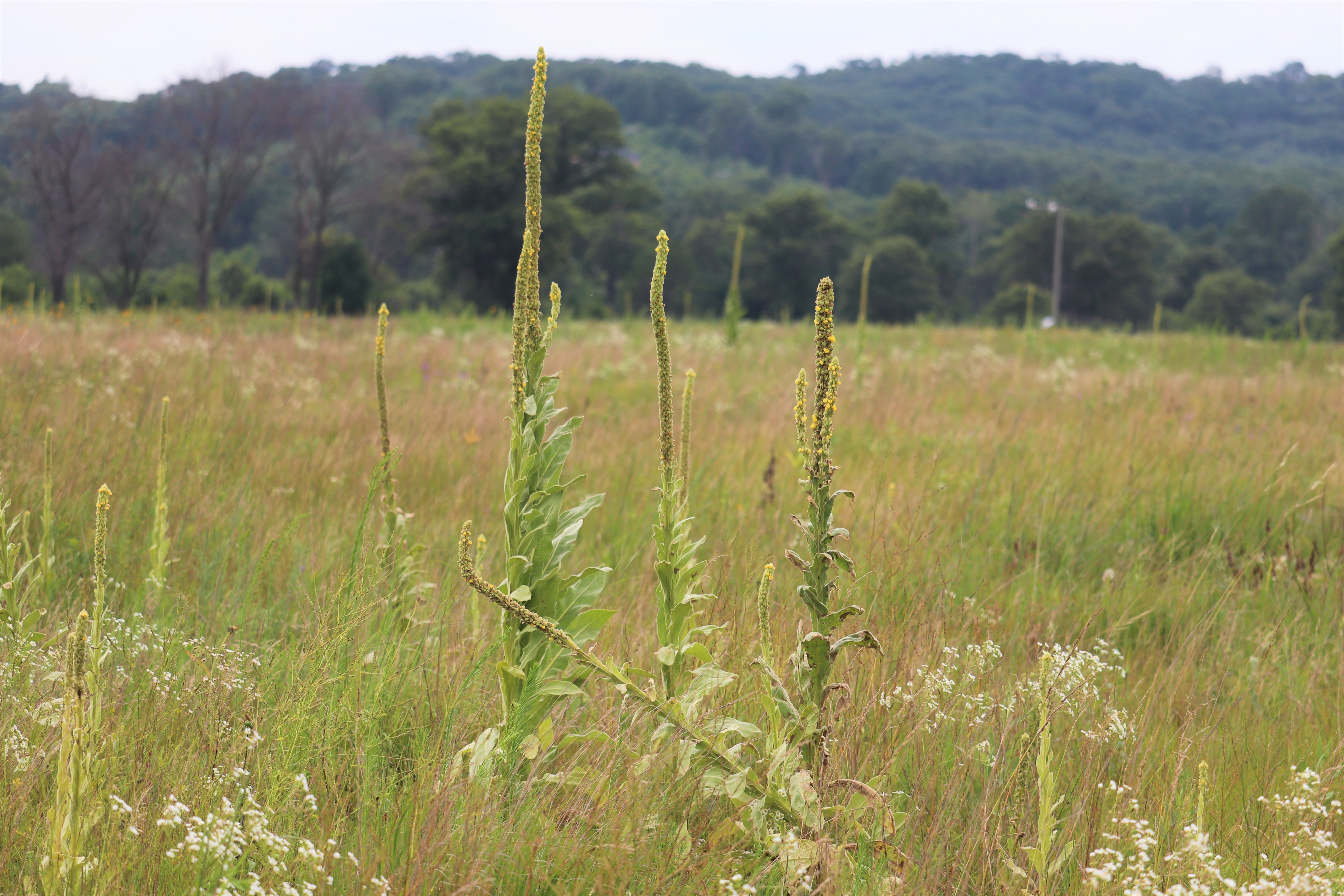 Photo of a large flat open field with greenery and a forest and hills in the background