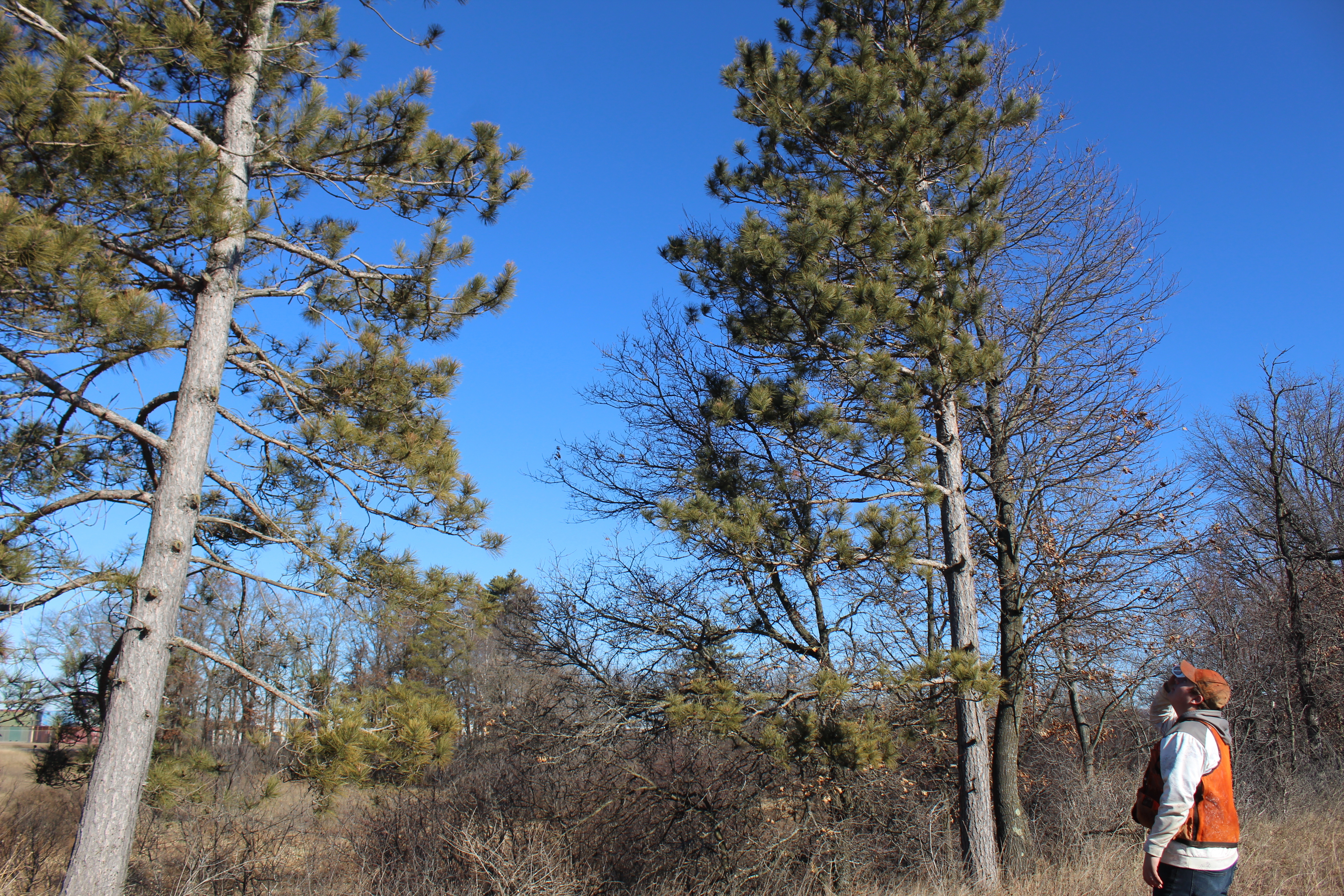 Photo of Long Leaf Pine forest and one individual wearing an orange vest looking up at top of two trees.