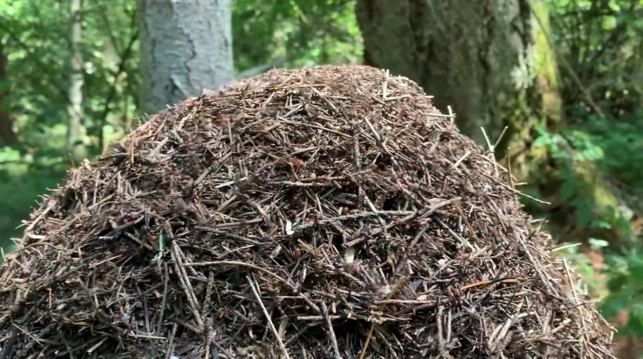 A photo of a dark bround mound of thatcher ants in a wooded area on Joint Base Lewis McChord, Washington.