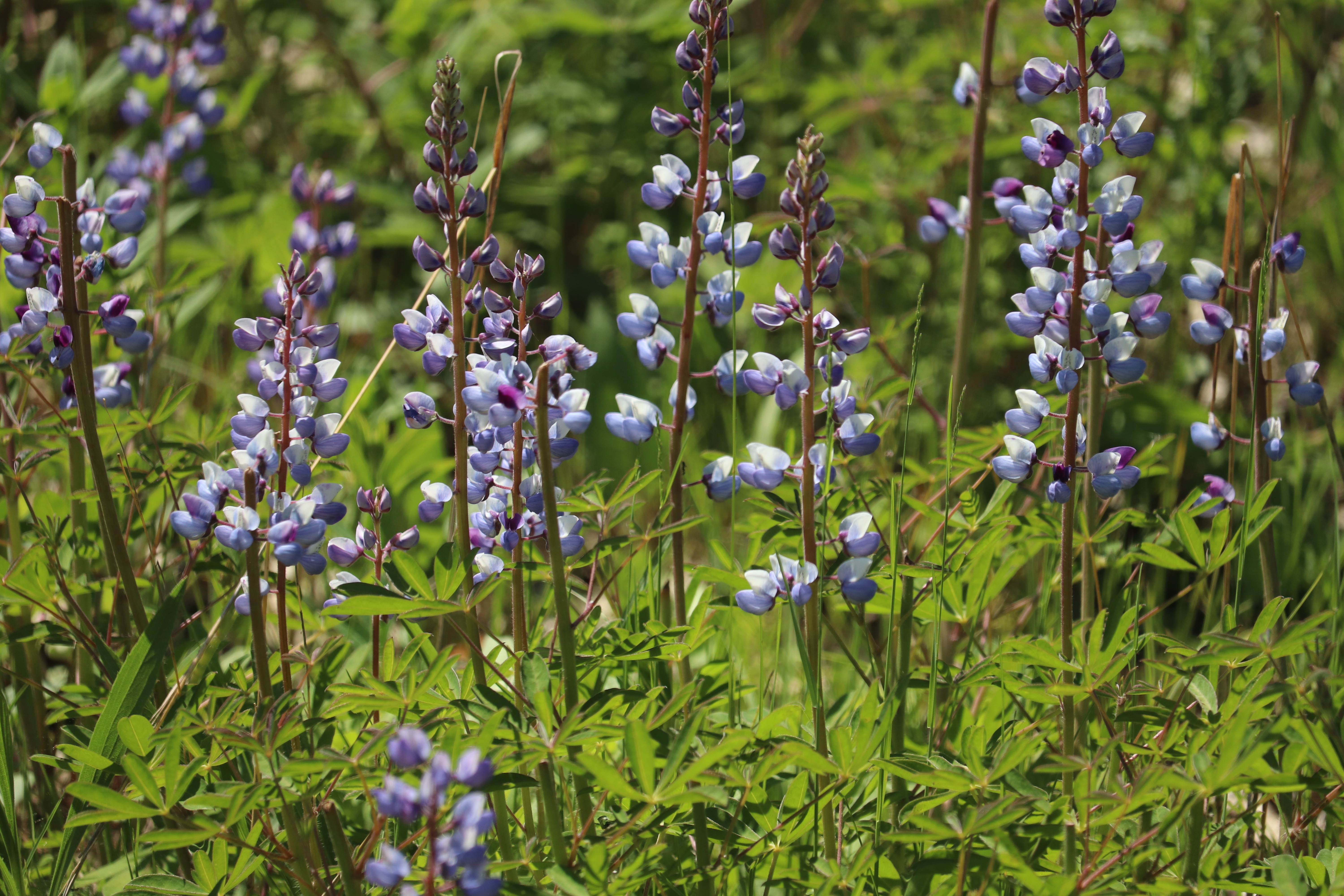 Photo of Lupine flowers on North Post at Fort McCoy, Wisconsin, which serve as a food source for the endangered Karner blue butterfly.